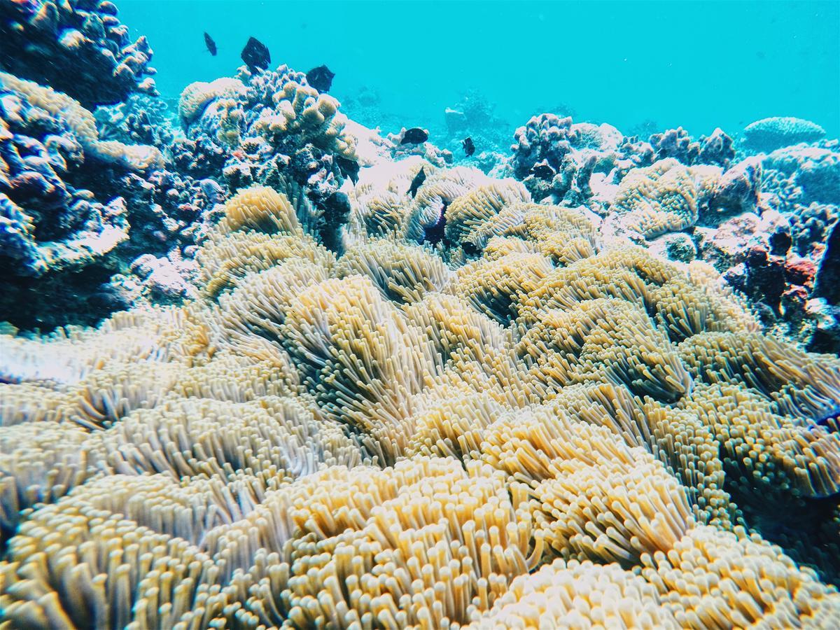 Smera Grand Maamigili Island Bagian luar foto