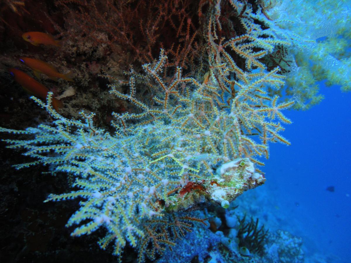Smera Grand Maamigili Island Ruang foto