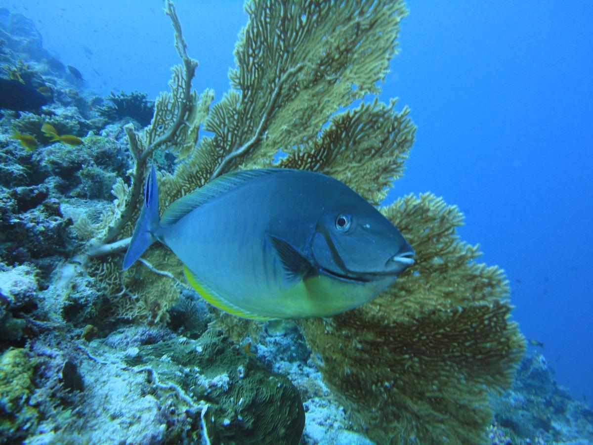 Smera Grand Maamigili Island Ruang foto