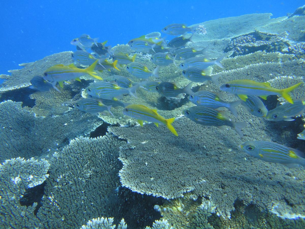 Smera Grand Maamigili Island Bagian luar foto